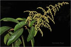 Meliosma simplicifolia subsp. pungens